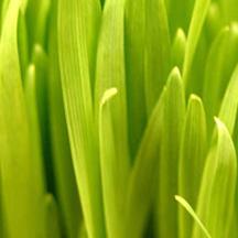 自动化部署的在线DDOS压力测试网页端