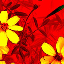 攻击网站在线工具