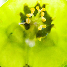 网页在线DDOS压力测试